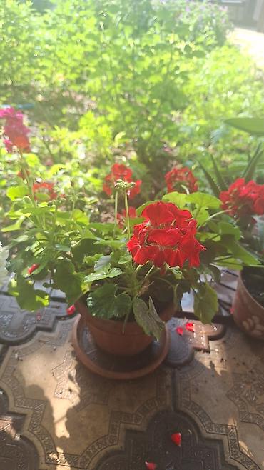 Денежное дерево: Г.Ош продаю цветы по 250 сом — 4