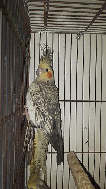 feniks quşu: Məhsul: Nimfa tutuquşuları (Cockatiel) cütü Xüsusiyyətlər: - Növ — 2