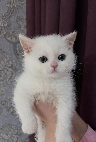 Pişiklər: Şotland — 9