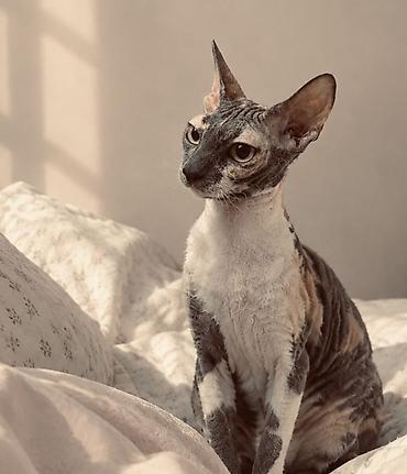 лысая кошка: Кошка на вязку.Ищем жениха.Рассматриваем только сфинксов. НЕ — 2