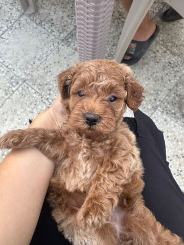 İtlər: Şekilleri götürmeyin - Cins: Toy Pudel (mini) - Rəng: qara, ve — 8