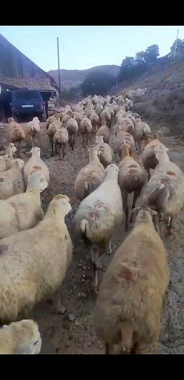 top 3 ev heyvanları: Satışda: Qoyun sürüsü Məhsul təsviri: - Fotoşəkillərdə göstərilən — 1