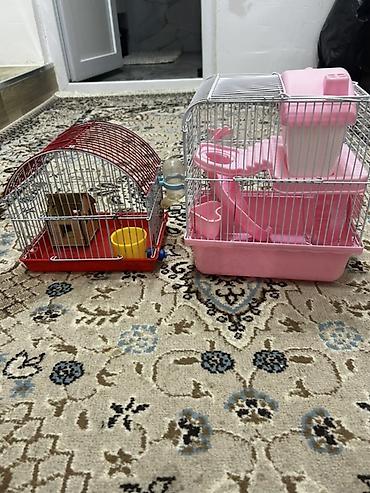 Qəfəslər: 1 ədəd ana hamster 3 ədəd bala hamster 2 kletka biri böyük biri — 8