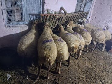 собака бу купить: 8 baş boğaz heyvanlar saxlam heyvanlardı, razılaşma yolu ilə