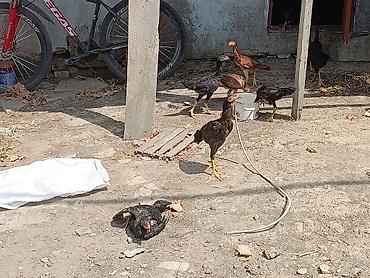 heyrətilər: Heyreti beceler satılır 3 ay yarimliqda var 4 ay yarimliqda var kom — 1