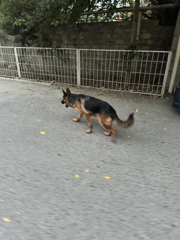 chappi it yemi: Alman çoban iti, 1 il, Erkek, Pulsuz çatdırılma, Ödənişli çatdırılma