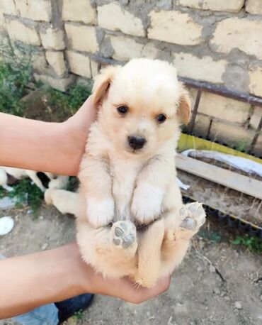 it satış: Zvonok, 2 ay, Erkek, Peyvəndli, Ünvandan götürmə