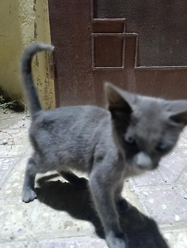 Pişiklər: Dişi — 2