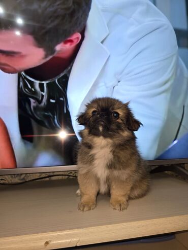 it elanlari: Pekines, 2 ay, Dişi, Peyvəndli, Ünvandan götürmə