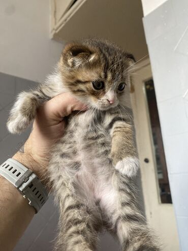 показы 1 354 72 договорная кошка даром британская короткошёрстная 1 год мальчик метис 2 позвонить написать: Скотиш Фолд (Шотландская вислоухая), 1 месяц, Девочка, Приучена к лотку