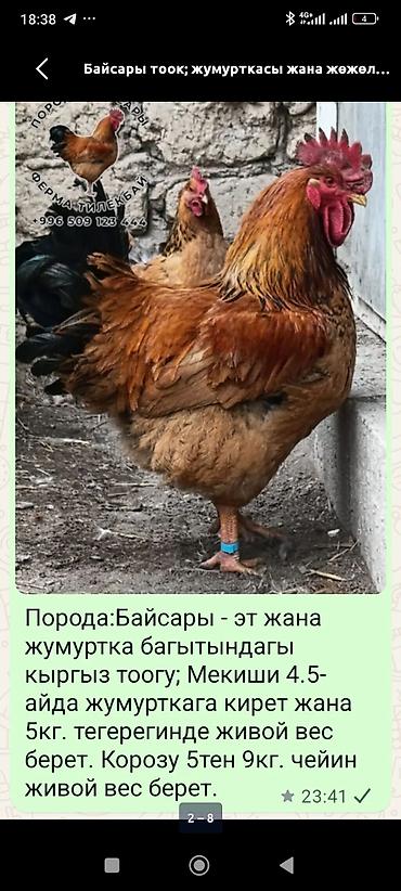 несушек: Продаю | Цыплята, Инкубационные яйца | Для разведения — 2