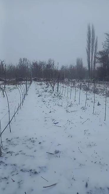 Torpaq sahələrinin satışı: 65 sot, Kənd təsərrüfatı — 1