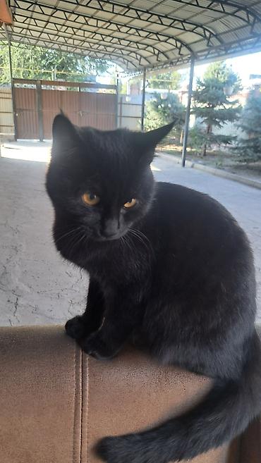 египетский кошка: 6 месяцев, Мальчик — 3