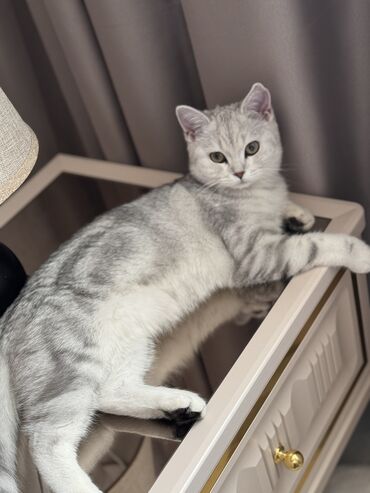 Коты: Продаю кошку скотиш страйт 6 месяцев паспорт есть