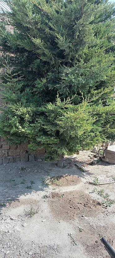 beryoza ağacı azerbaycan dilinde: Thuja (ardıc tipli həmişəyaşıl) ağacı - Hündür, sıx və budaqları bol — 2