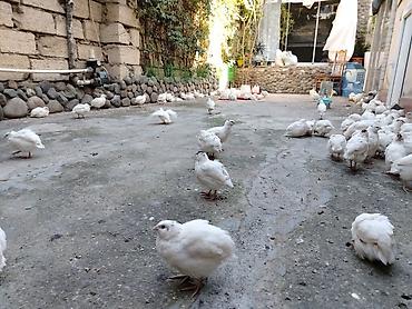pudel qiymeti: Bildirçin, tam sağlamdır qiymeti 1.50 — 5