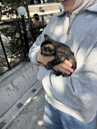 лысый кошка: Отдадим котёнка девочку, 2 месяца. Очень ласковая, к лотку приучена