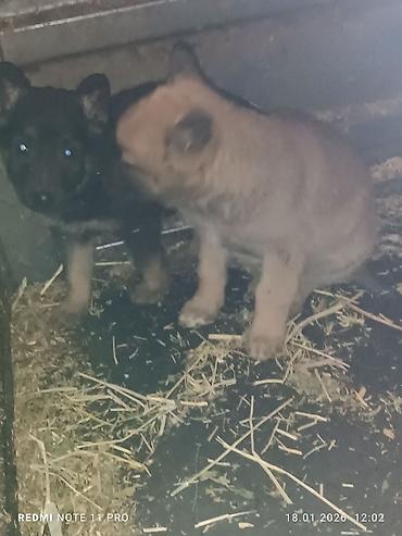 Продажа собак: Черные собаки среднего размера (2 особи). Крепкое телосложение — 8