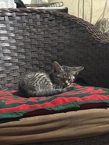 scotish fold: Котята от домашней кошки - Описание: игривые тигровые котята с — 1