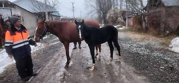 Лошади, кони: Продаю | Кобыла (самка) | Английская | Для разведения | Племенные — 6