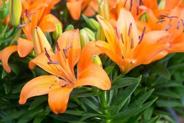 Kuća i bašta: Cvece Narandžasti ljiljan Prodajem baštensko cveće koje ne mrzne