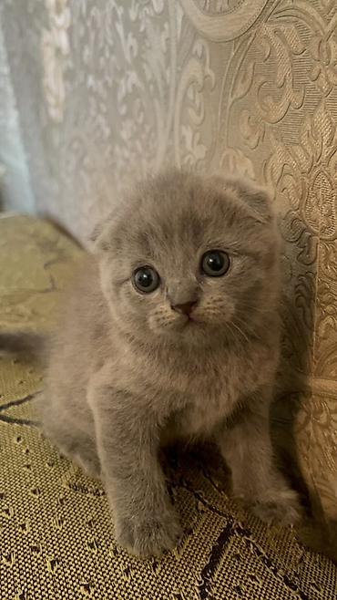 кошка вислоухая: Шотландский вислоухий котёнок (Scottish Fold), окрас голубой (плотный — 2