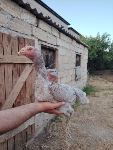 Digər quşlar: 3 fere 1 xoruz tam saglamdirlar. 150 azndir. Barter olunmur!
