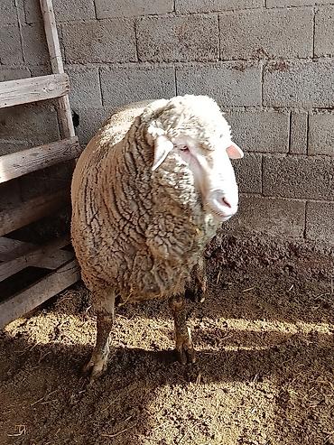 Козы, козлы: Продаю | Козёл (самец) | Для разведения | Осеменитель — 3