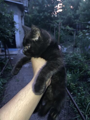 бингальские котята: Маленькая еще ищет себе дом на улице нашел не мог оставить больше дня