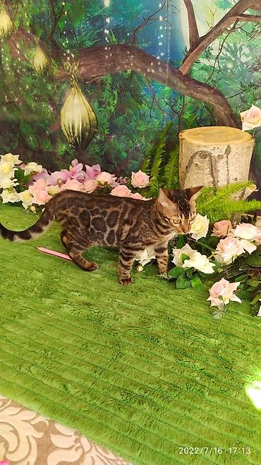 Мышыктар: Красивейшие бенгальские котята. большие четкие розетки .контрастный — 8