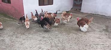 toyuq satisi: 6aylıq tam sağlam Red Buorbun hind quşları.Ağ qanad erkəylər 100azn — 5