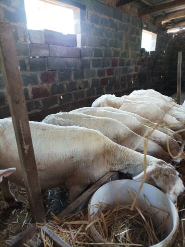 Бараны, овцы: Продаю | Овца (самка) | Меринос | На забой, Для разведения, Для шерсти | Ярка