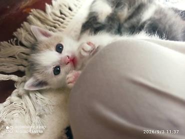 ph down: Котята, домашние, ручные. Описание: - Милые малыши, разнообразные — 4