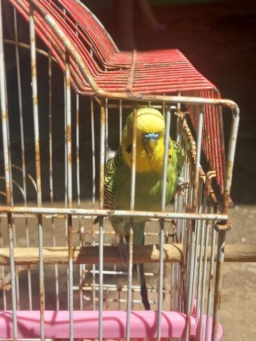ev qusu: Yaşıl və sarı rənglərdə olan budgerigar tutuquşusu. Tutuquşu