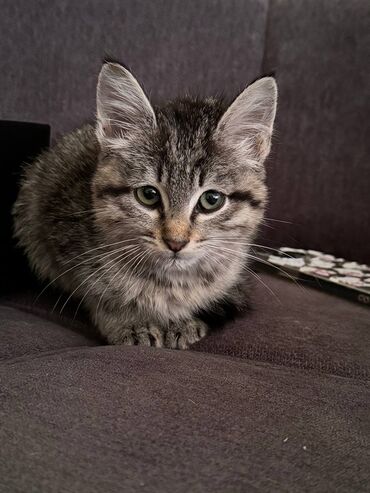домашние котята: Во дворе нашли чудесного серо-чёрного котика — ласковый, спокойный