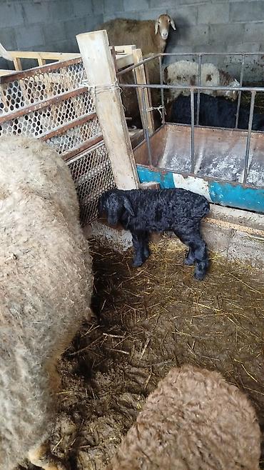 Баран, овца: Продаю | Овца (самка) | Для разведения | Матка — 9