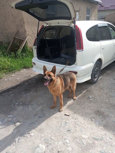 Собаки: Немецкий афчорка сатылат ургачы 4 жаш (тууган эмес ) Бишкекте баасы
