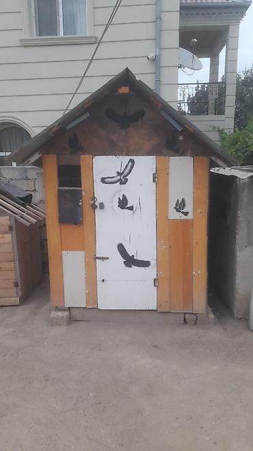 labrador satılır: Təcili satılır quşxana ciddi alıcıya cüzi endirim olacaq
1.50
1.50 — 1