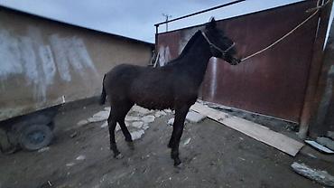 Лошади, кони: Продаю | Жеребенок | Полукровка | Для разведения — 1