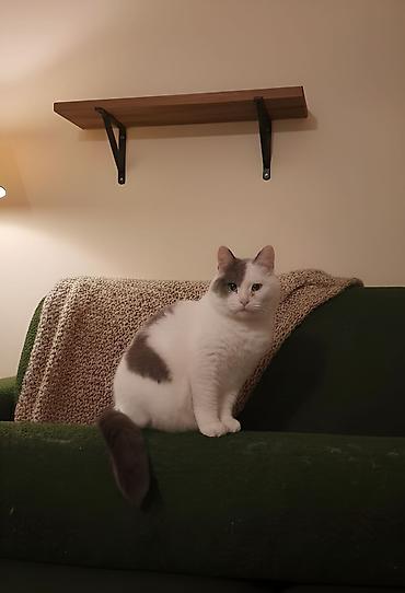 Pişiklər: Dişi, Erkək, Yaxşı əllərə — 11