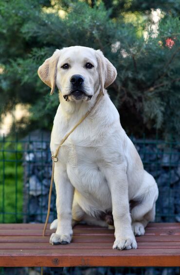 Собаки: Доступен для продажи щенок породы лабрадор ретривер из питомника