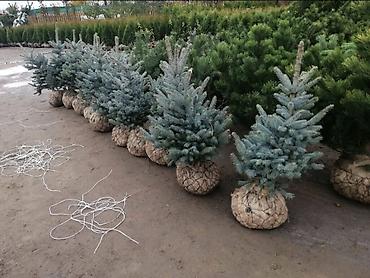 Туя: "Смарагд" туялары жана голубая ель (көк карагайлар) арзан баада — 6