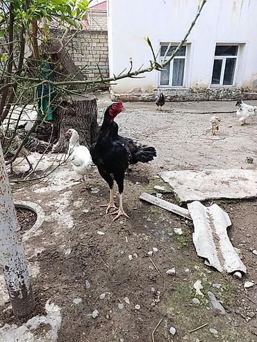 cücə və xoruz təmsil: Məhsul: Ev şəraitində bəslənən döyüş tipli xoruzlar və toyuqlar — 1