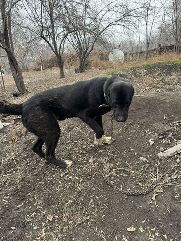Продажа собак: Продаю собаку алабай 1.5 года. Кобель Цена договорная — 1