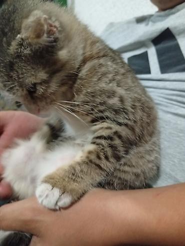 животные домашние: Американская короткошёрстная, 2 месяца, Девочка — 2