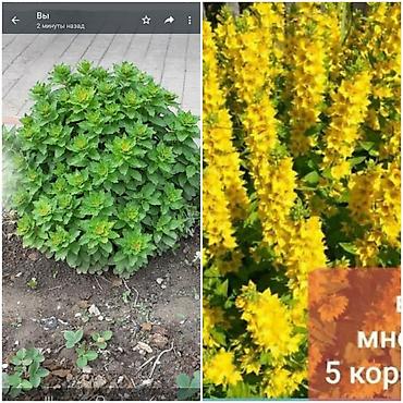 бакча эмеректери: Гайлардия - 150 сом. Эхинацея - 250 сом. Танацетум, матрикария - 150 — 8