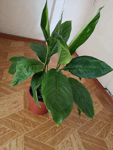 карышкыр фото: Спатифиллум (Spathiphyllum) в горшке. - Компактный куст с плотными — 1