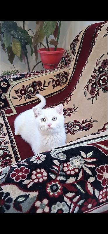 Erkək lalafo.az -da Erkək