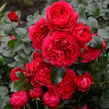 Садовые цветы и кустарники: Саженцы цветка: Розы — 16