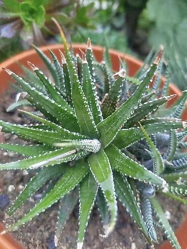 sukkulent: Məhsul: Sukkulentlər – Haworthia (zolaqlı növ) və Aeonium — 2